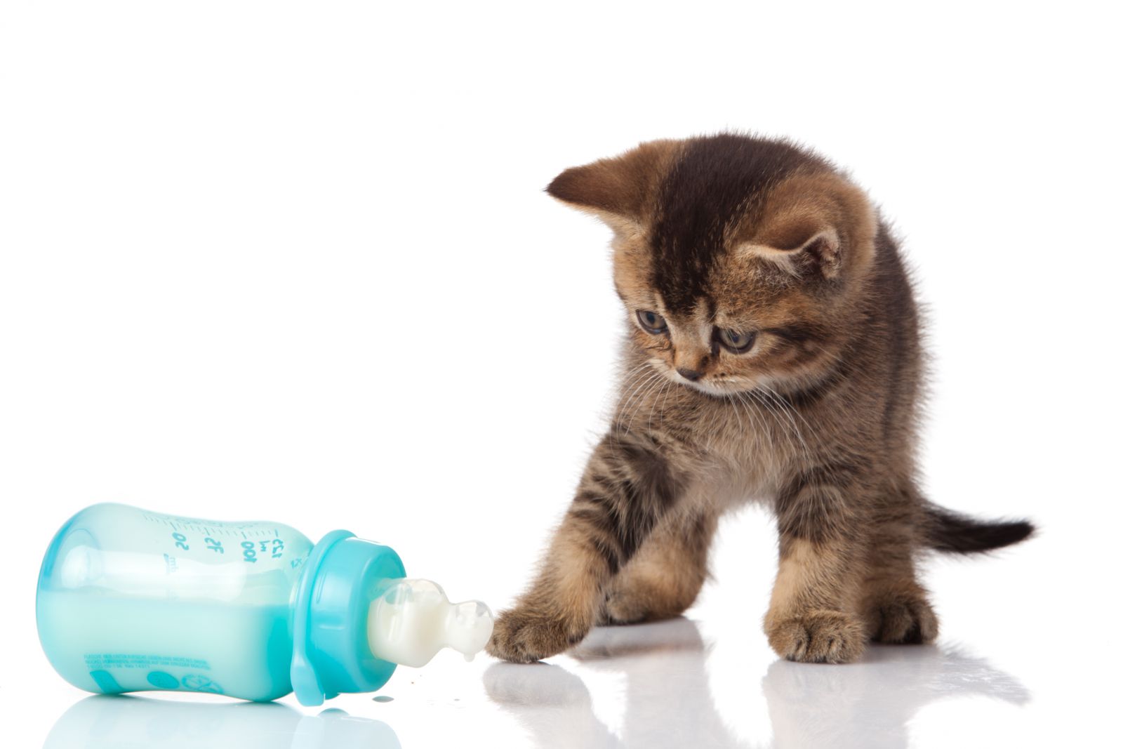 Hand Rearing Young Animals - A Basic Guideline - Parys Vet